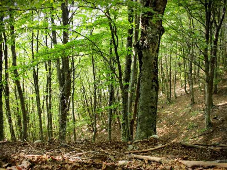 Sulla tassonomia degli investimenti la politica batte la scienza