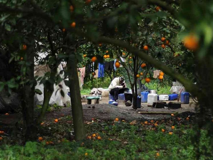 Una vita in nero e grigio fra gli agrumi. Così si lavora nei campi di Gioia Tauro