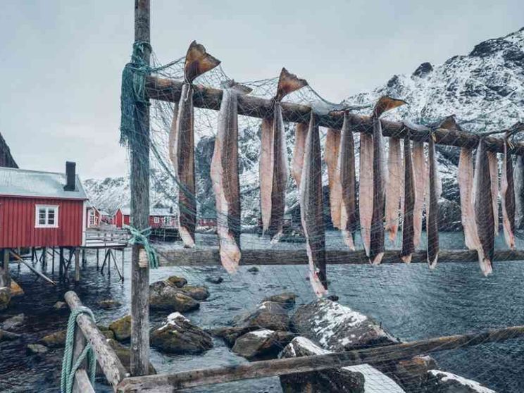 La tragedia dei beni comuni e le estinzioni annunciate
