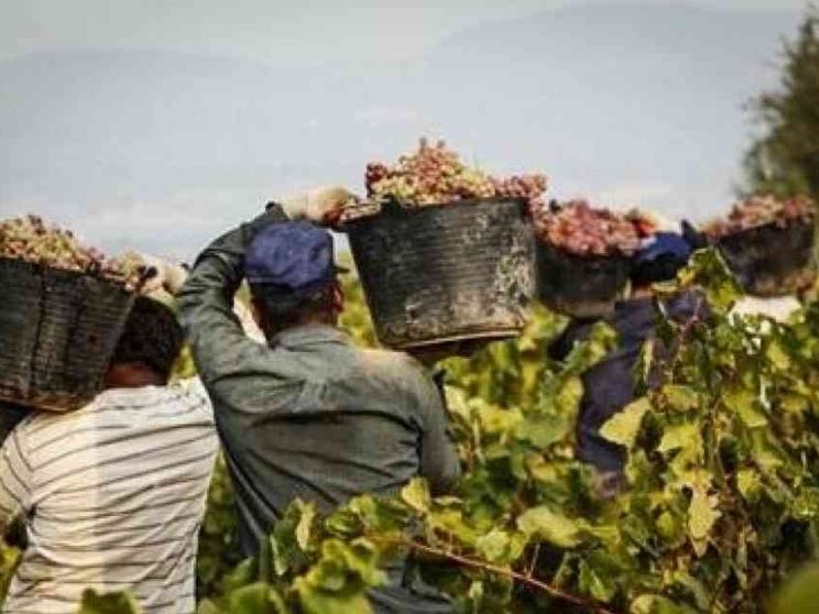 Dopo la morte del bracciante, si continua a lavorare anche nelle ore più calde