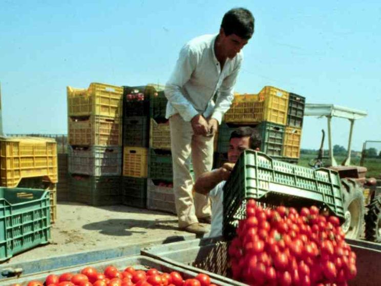 Tra gli indiani sikh dell'Agro Pontino. Lo sfruttamento (sotto il sole)