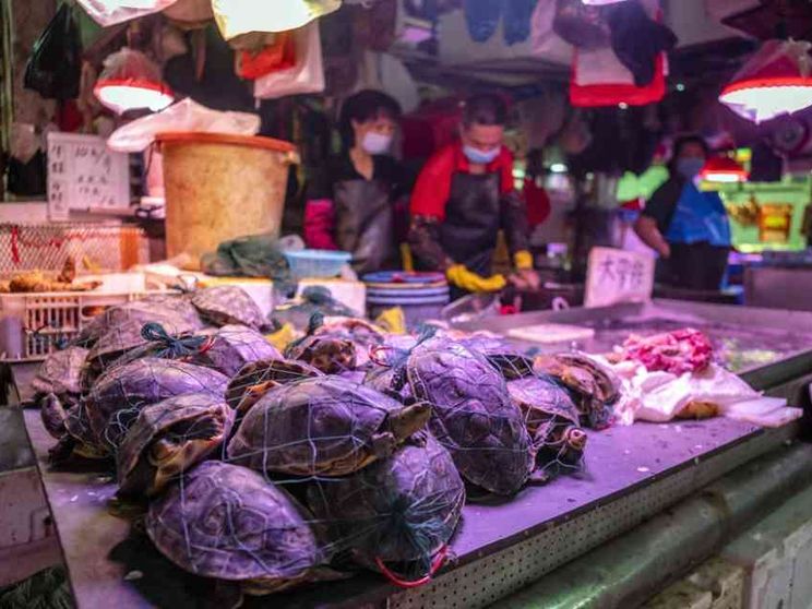 La Cina non svolta sui wet market: restano aperte le «palestre dei virus»