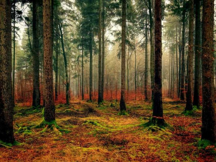 Contro l'energia prodotta bruciando gli alberi