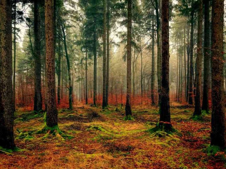 Contro l'energia prodotta bruciando gli alberi