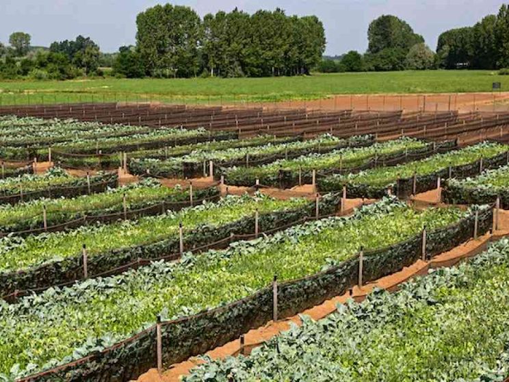 L'occupazione cresce a "passo" di lumaca