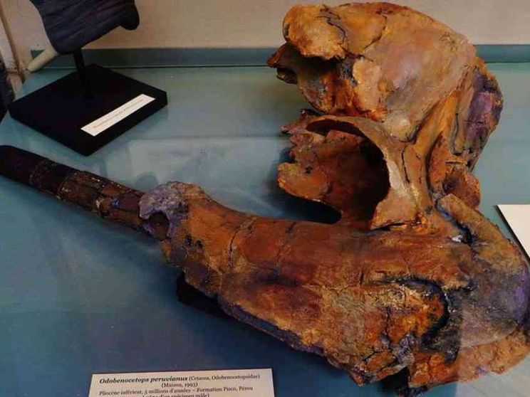 Svelata l’origine di uno tra i più grandi giacimenti di fossili al mondo