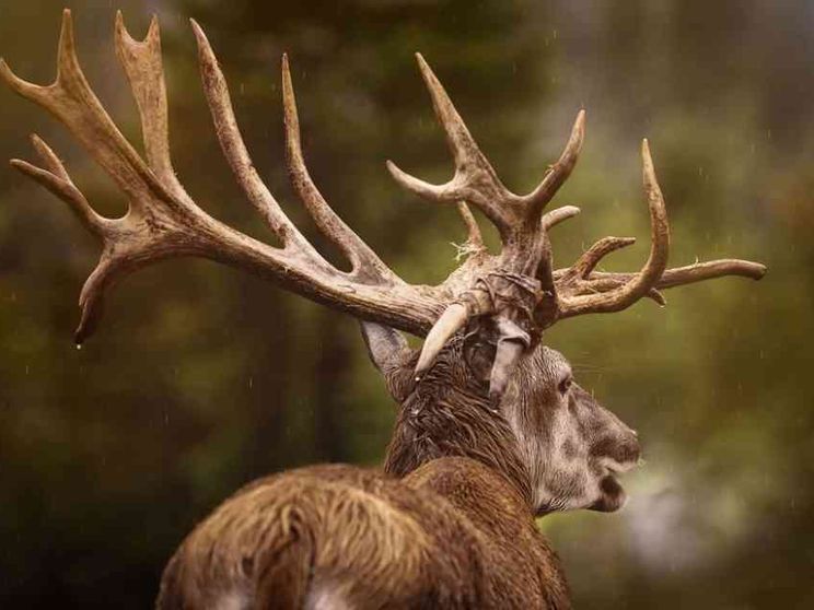 Dal prigioniero al cervo: dilemmi per i beni comuni