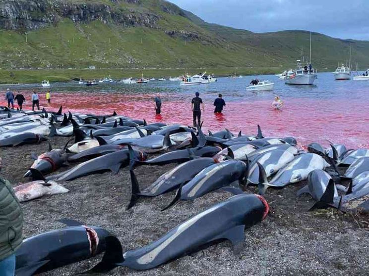 Mattanza alle isole Faroe: uccisi 1.500 delfini bianchi