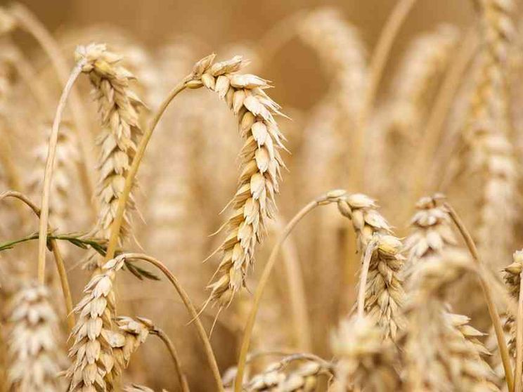 La crisi globale del grano duro rischia di lasciarci senza pasta