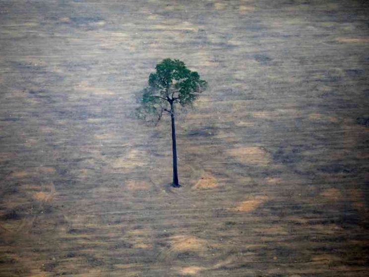 La regola delle quattro «R» per salvare le specie viventi