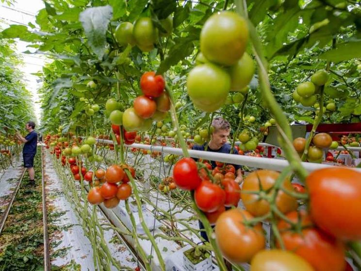 Produzione a chilometro zero non significa ritorno al passato