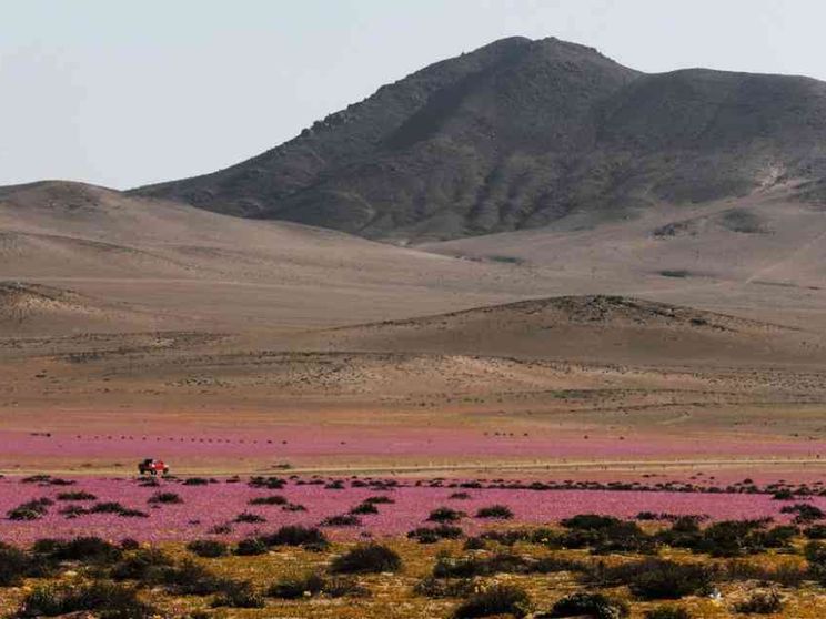 Il cambiamento climatico minaccia le «rose di Atacama»