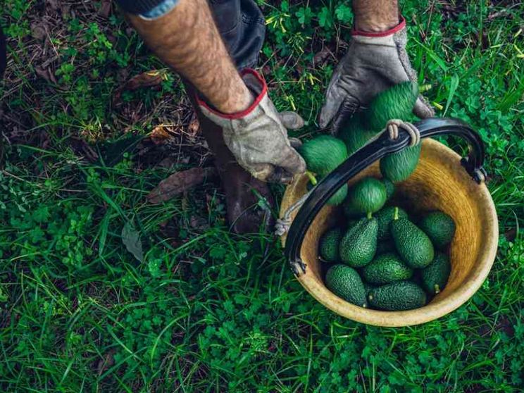 Avocado e banane siciliani, il Made in Italy si fa esotico