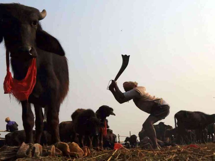 Le assurde mattanze di animali che resistono solo per divertire