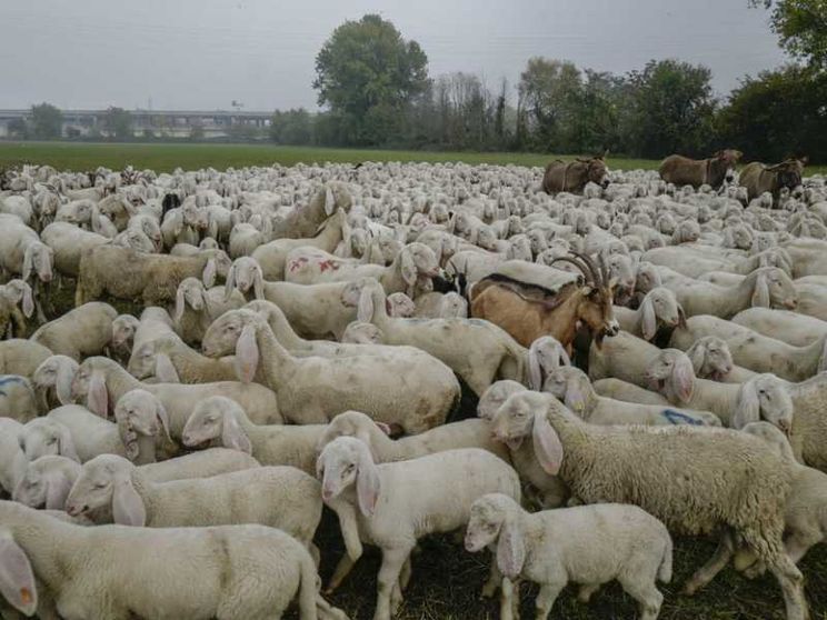 Giornata del Ringraziamento: «Ecologia integrale come stile di vita»