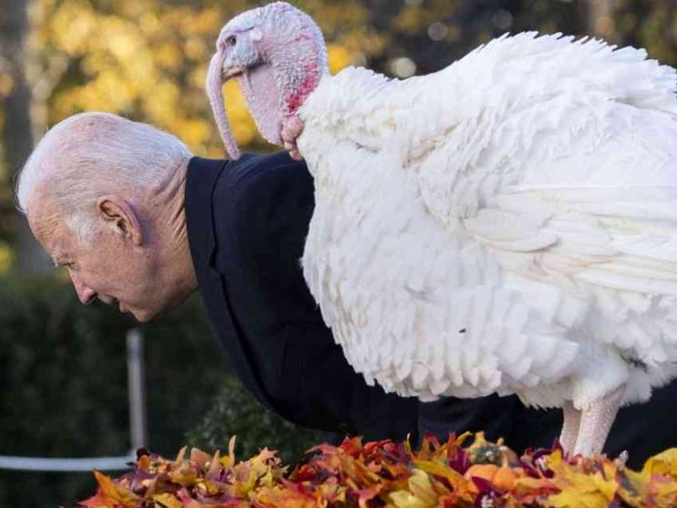 Thanksgiving, Biden “grazia” i tacchini: «Salvi perché vaccinati»