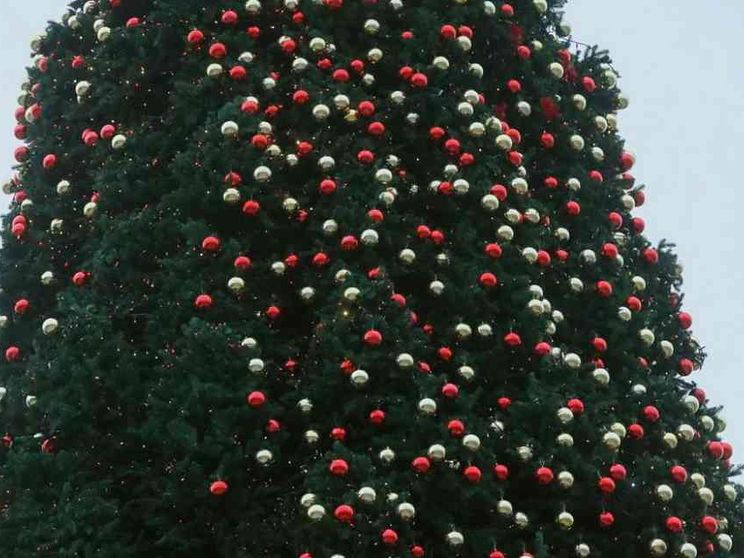 L'albero naturale o artificiale? Il dilemma dei verdi francesi