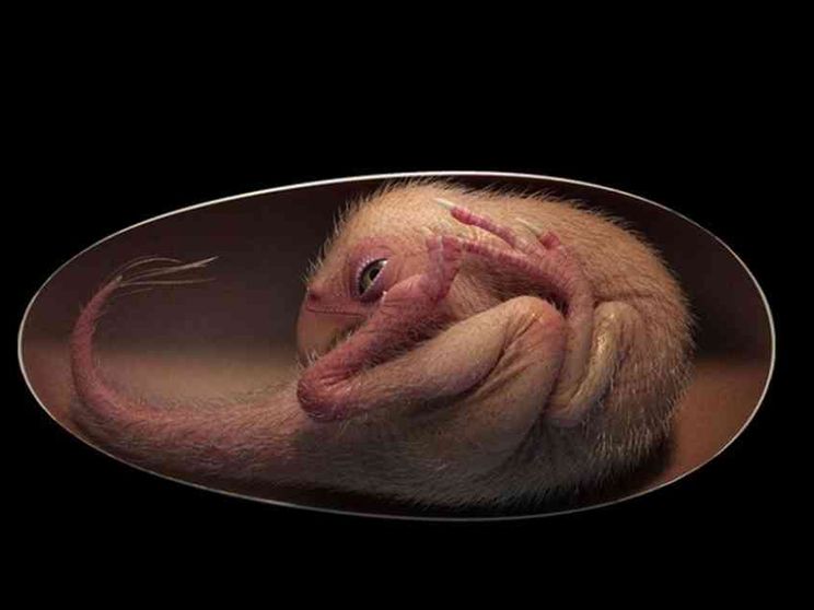 Da un embrione fossile la conferma del nesso tra dinosauri e uccelli