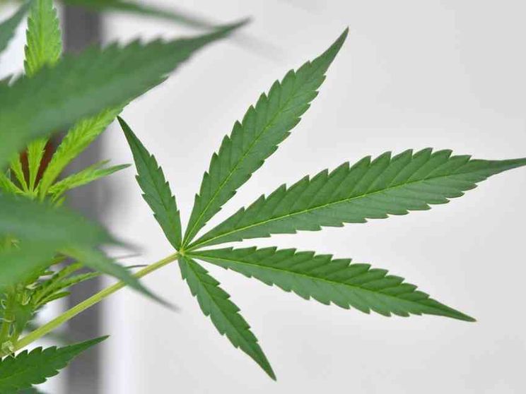 Cannabis «legale»? Webinar e Quaderno di Scienza & Vita