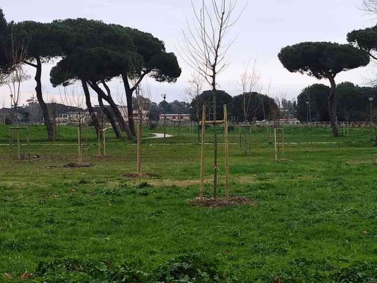 Nella sfida per salvare il clima non ci sono solo alberi caduti