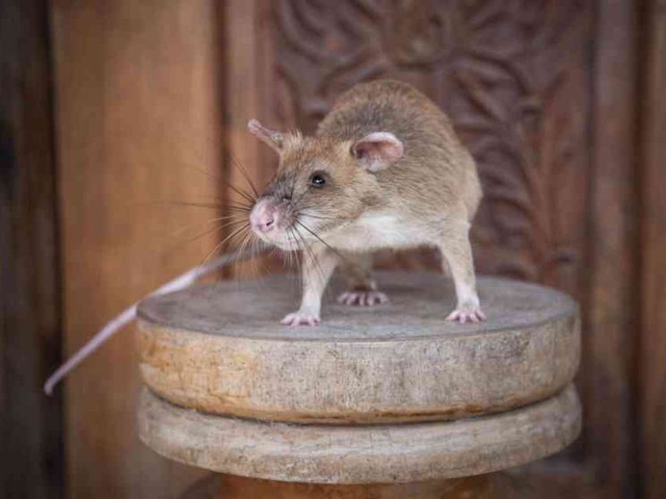 È morto Magawa, il topo che fiutava le mine anti-uomo