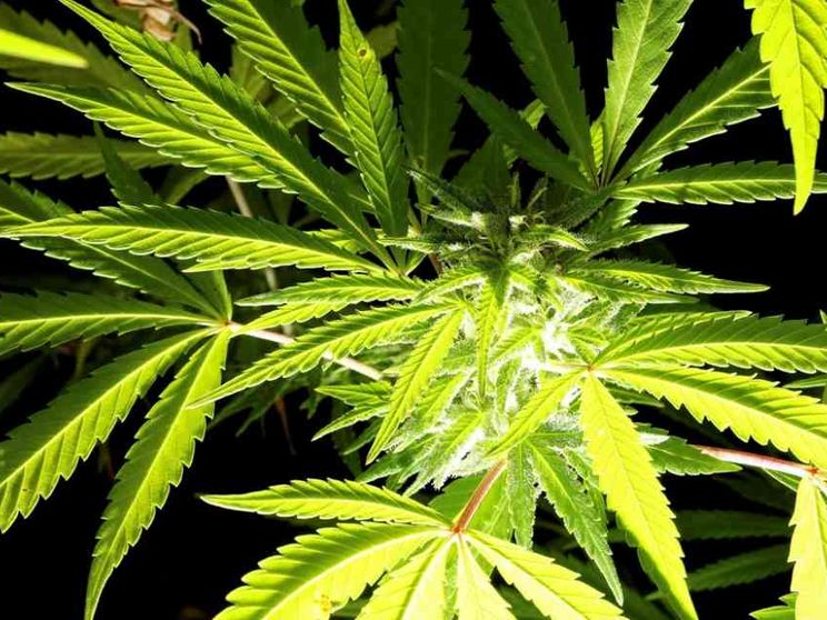 Angelo Vescovi: perché le droghe "leggere" sono un falso scientifico