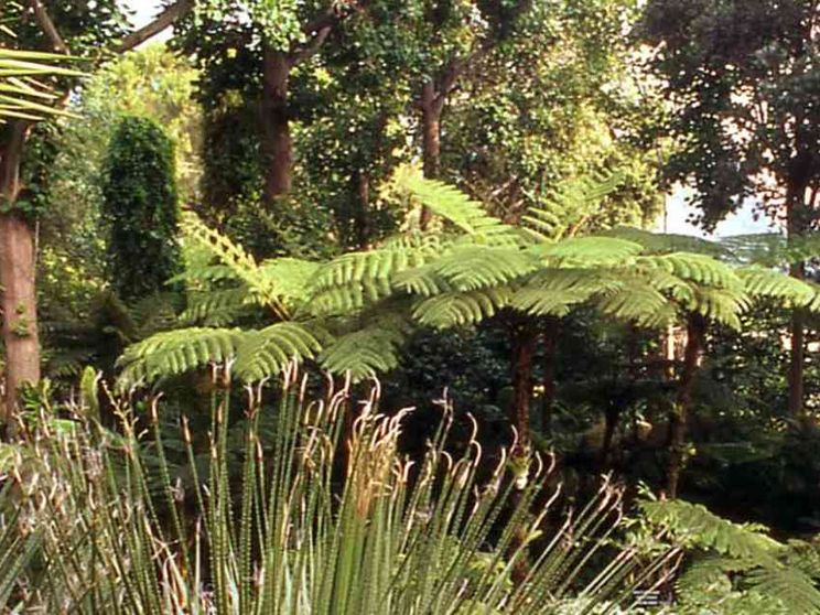 Il giacinto d'acqua del Benin: veleno trasformato in oro verde