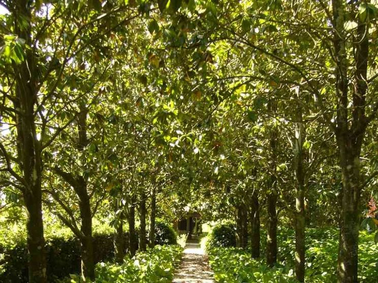 Cooperare come piante, strategia per il futuro