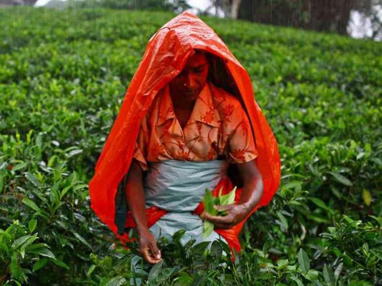 Tè in cambio di petrolio: lo strano patto Sri Lanka-Iran