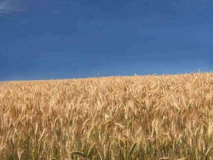 Il granaio d'Europa «brucia»: s'infiammano domanda e prezzi