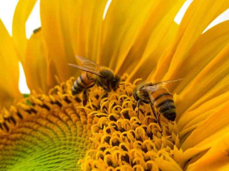 Le api uccise dal cemento. Ma in Toscana c'è chi si ribella