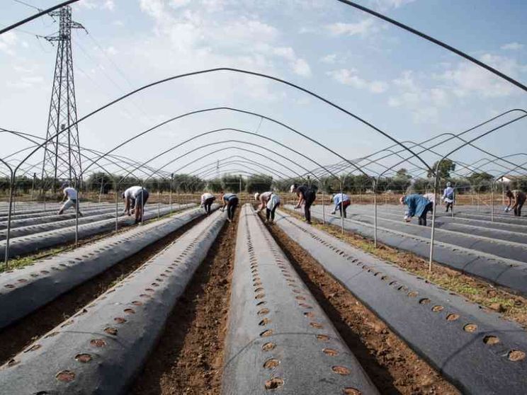 Tra discriminazioni e molestie, l'inferno delle donne braccianti