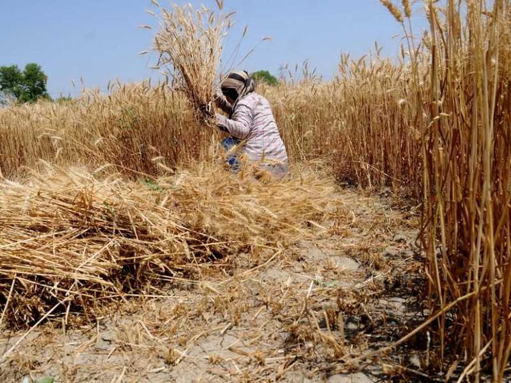 L'India blocca le esportazioni di grano: è allarme mondiale
