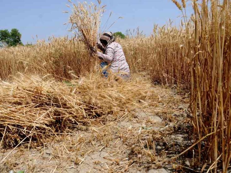 L'India blocca le esportazioni di grano: è allarme mondiale