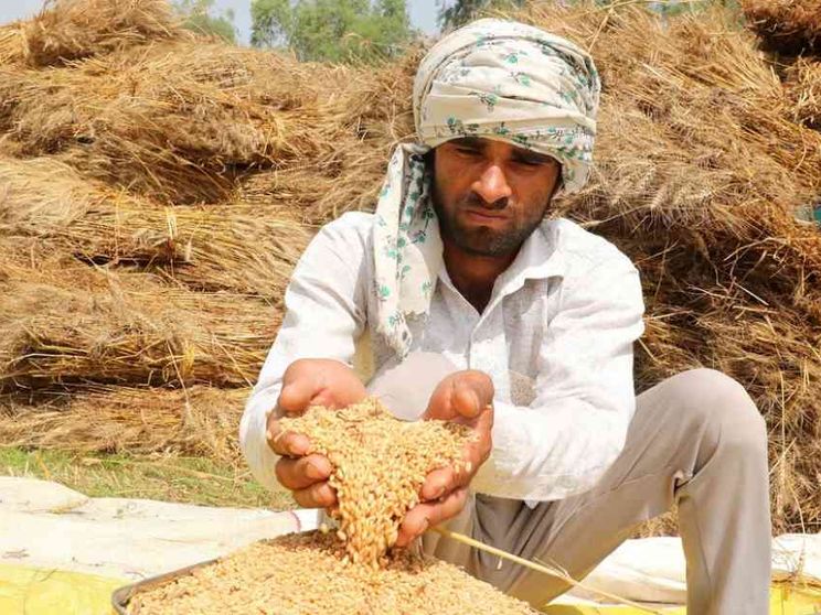 L'India ferma l'export di grano. È sempre più guerra del cibo