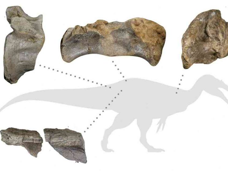 Ecco i resti del più grande dinosauro vissuto in Europa