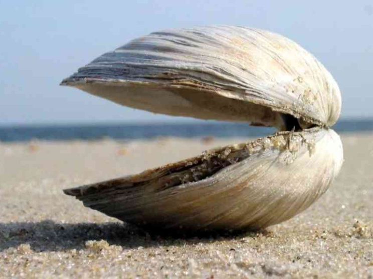 Le vongole, Leibniz e le ambizioni (impossibili) dell'intelligenza artificiale