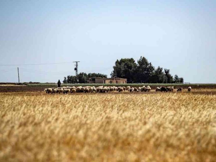 Nessuna intesa sui cereali e la produzione mondiale cala per l'emergenza clima