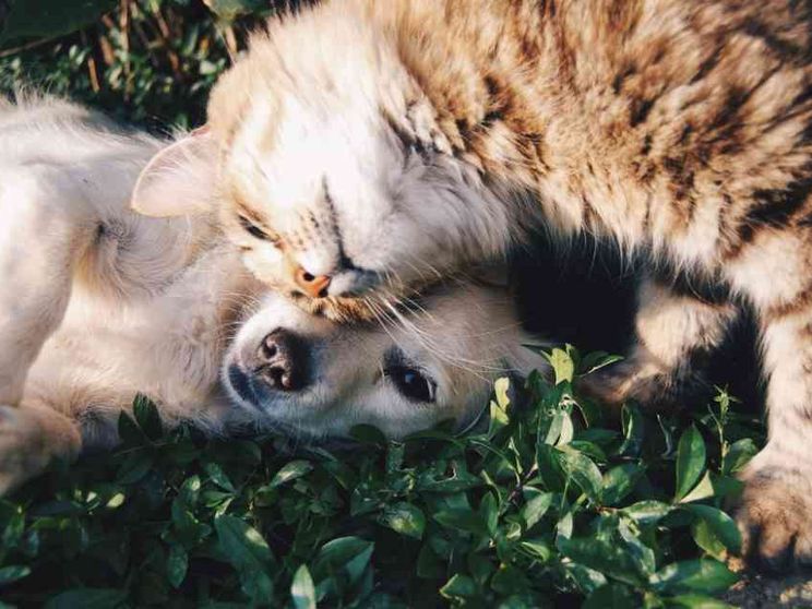 Simbiosi e cooperazione: il buon esempio lo dà la natura
