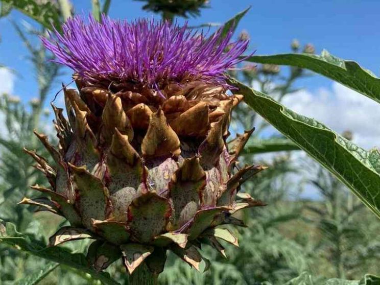 È infestante come la camorra ma il cardo ha cambiato tutto