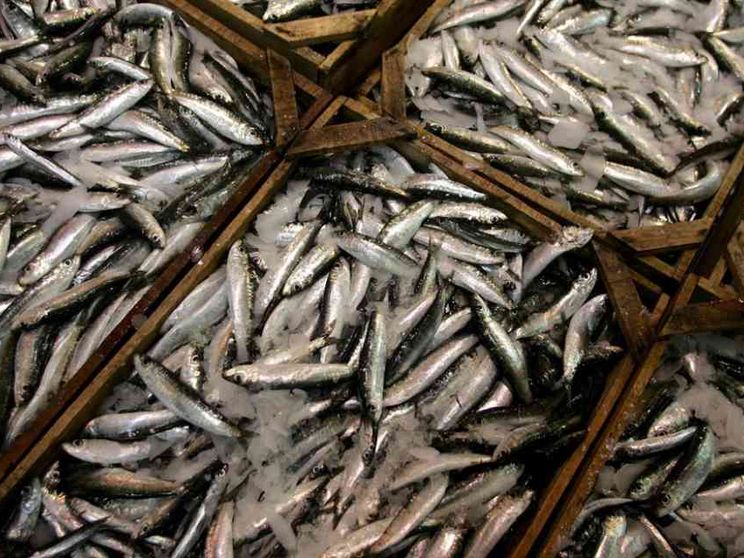 Lo spreco che decima i pesci dalle reti fino alla nostra tavola