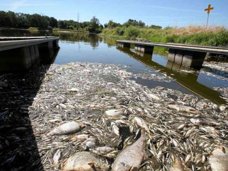 Disastro ecologico lungo il fiume Oder, tra Polonia e Germania
