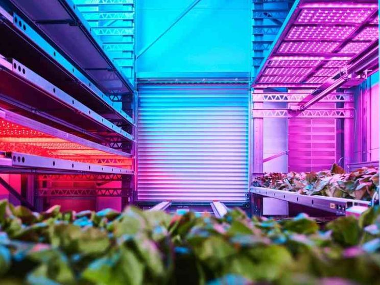 Grazie all'«agricoltura verticale» la terra promette cibo per tutti