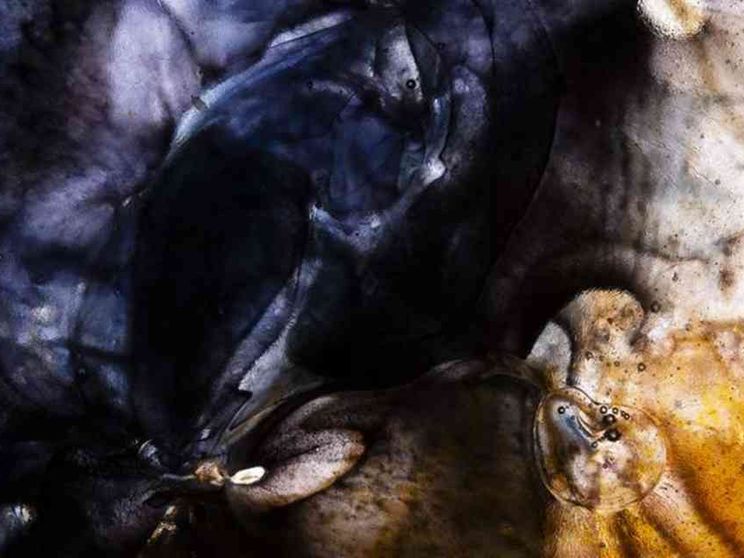 Nelle vetrate di Leonardo Nava l'esperienza della Genesi