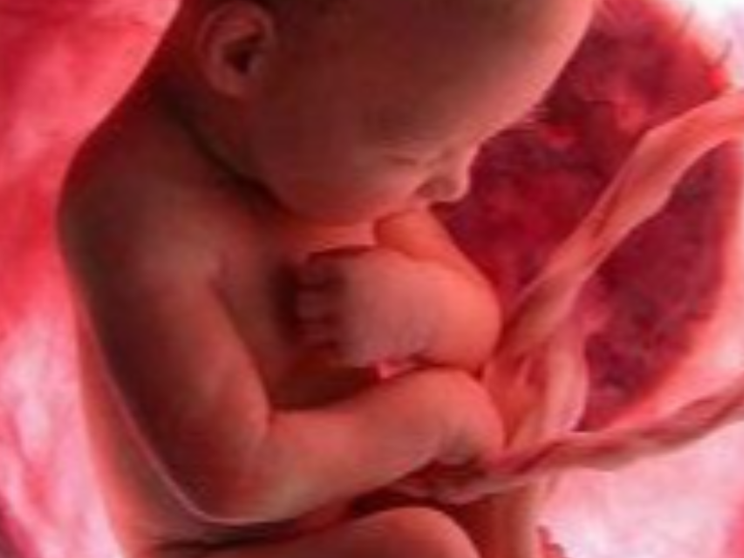 «Riconoscere la capacità giuridica del concepito»