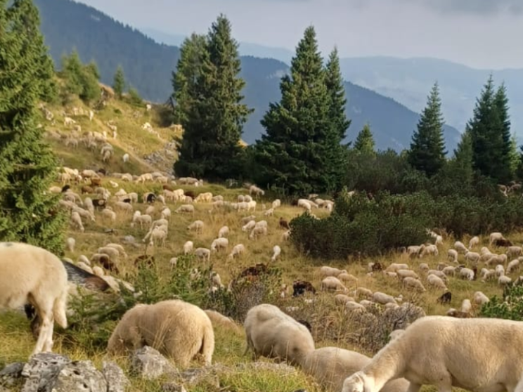 Se il pastore può essere anche un mestiere per giovani