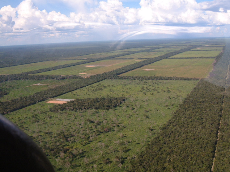 In Sudamerica un'altra Amazzonia «divorata» dalla soia transgenica