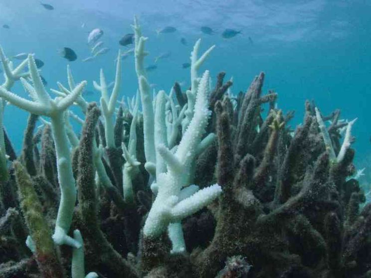 I consumi eccessivi dei ricchi sono un pericolo per le specie viventi