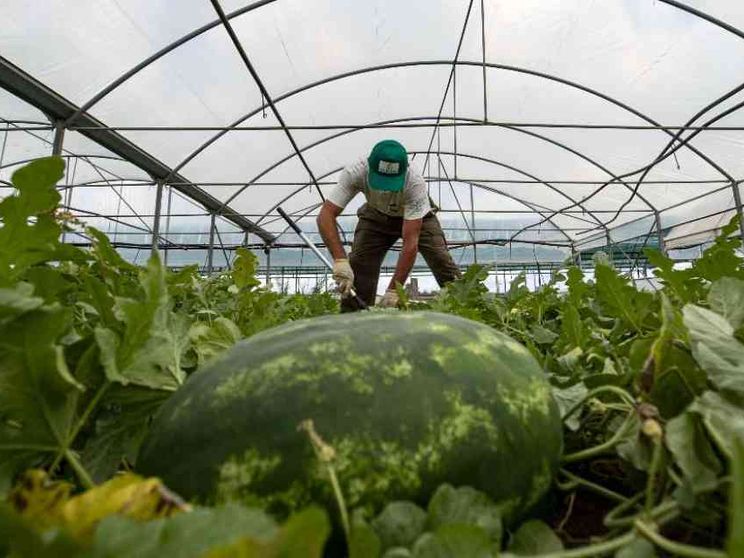 Lavoratori domestici e agricoli, la regolarizzazione è infinita