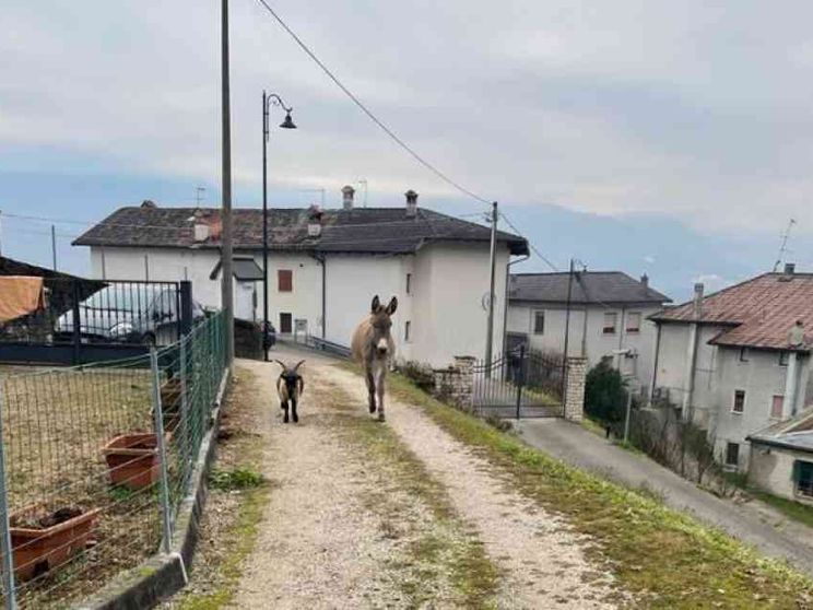 Racconto vero di Natale: gli animali spariscono dalla stalla. E ritornano...